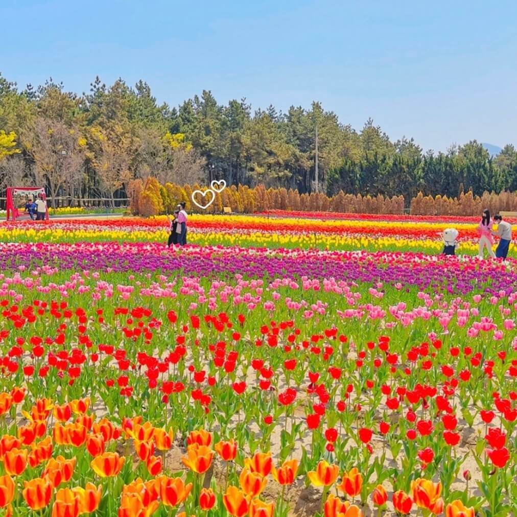 임자도 튤립축제기간