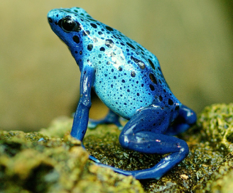 미국 인기 양서류 반려동물은?