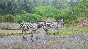 세부 여행 추천 세부 사파리 &amp; 어드벤처 파크