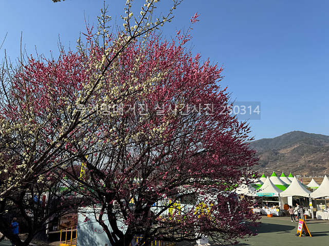 2025 광양매화축제 일정 실시간 개화 주차장