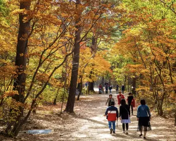 홍천 은행나무숲_4