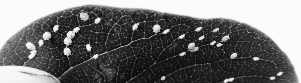 깍지벌레 없애는법: 알코올, 살충제 활용