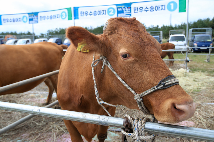 옆 모습의 소