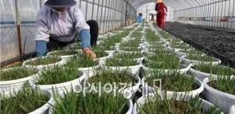 텃밭 부추 쪽파 재배 다년생 관리 수확주기 웃거름 월동_8