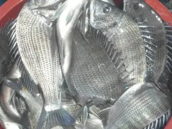 디낚 점주조황 인낚 부낚 어부지리 바다낚시_23