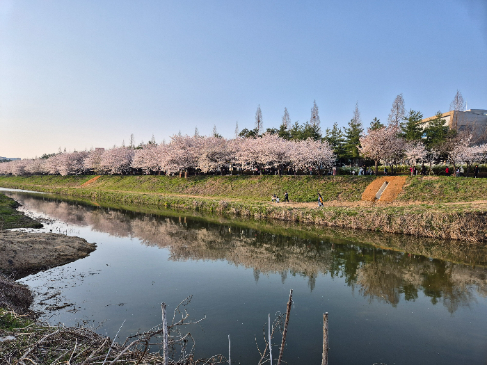 황구지천 벚꽃길3