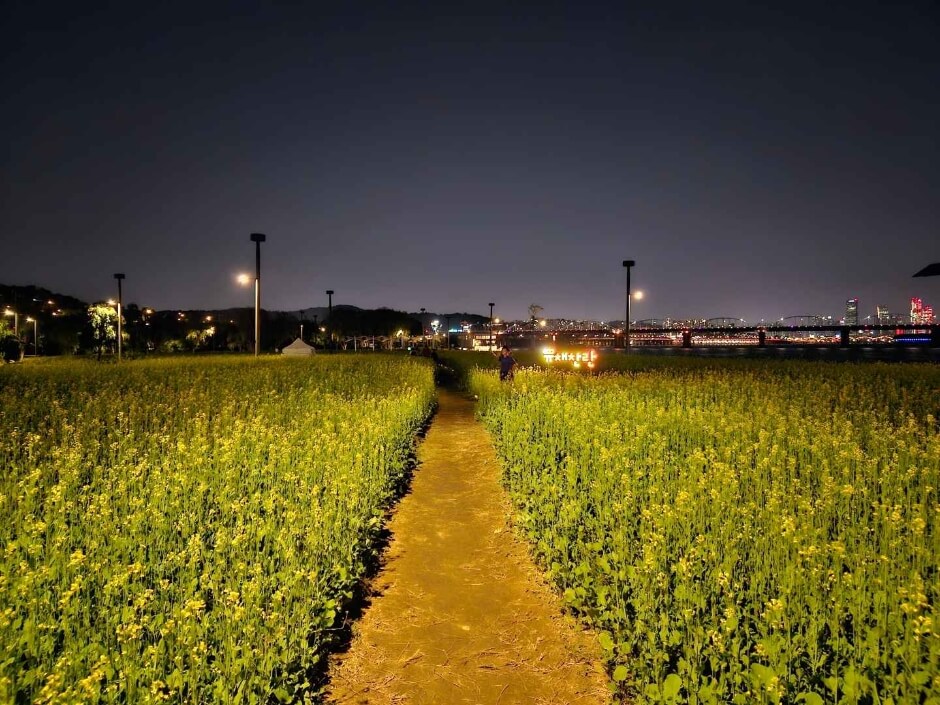 2024한강서래섬유채꽃축제