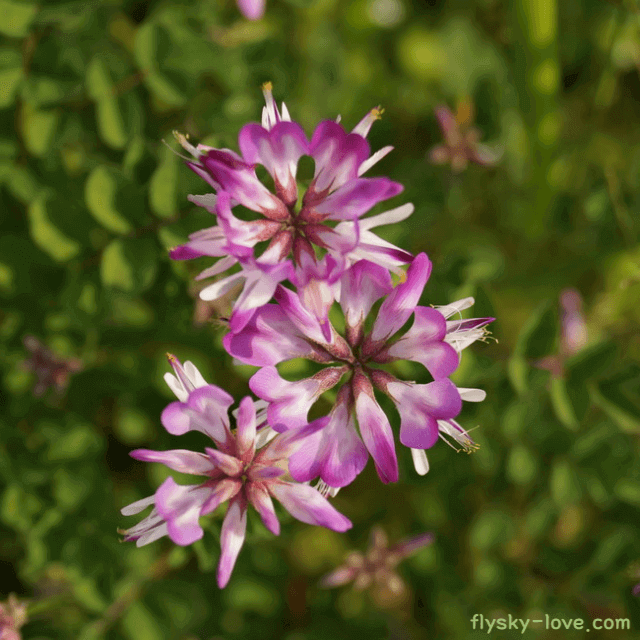 자운영 먹는 방법