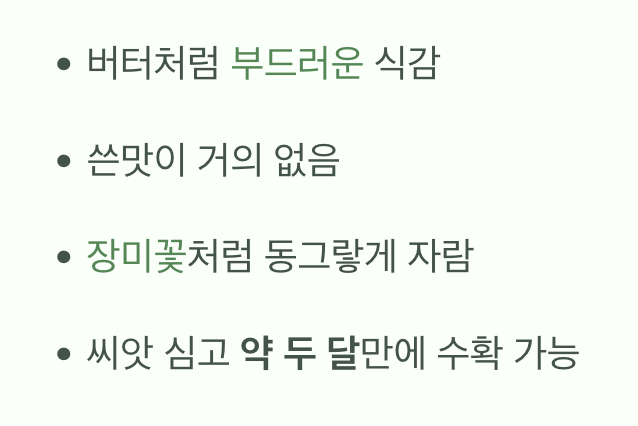 버터헤드상추&amp;#44; 어떤 채소일까요?