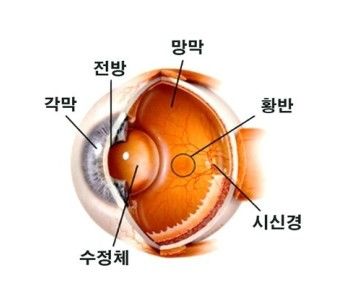 눈의 구조