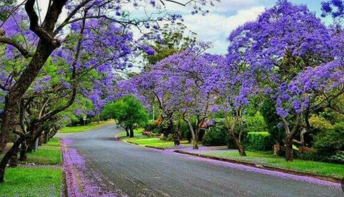 세계봄꽃여행지