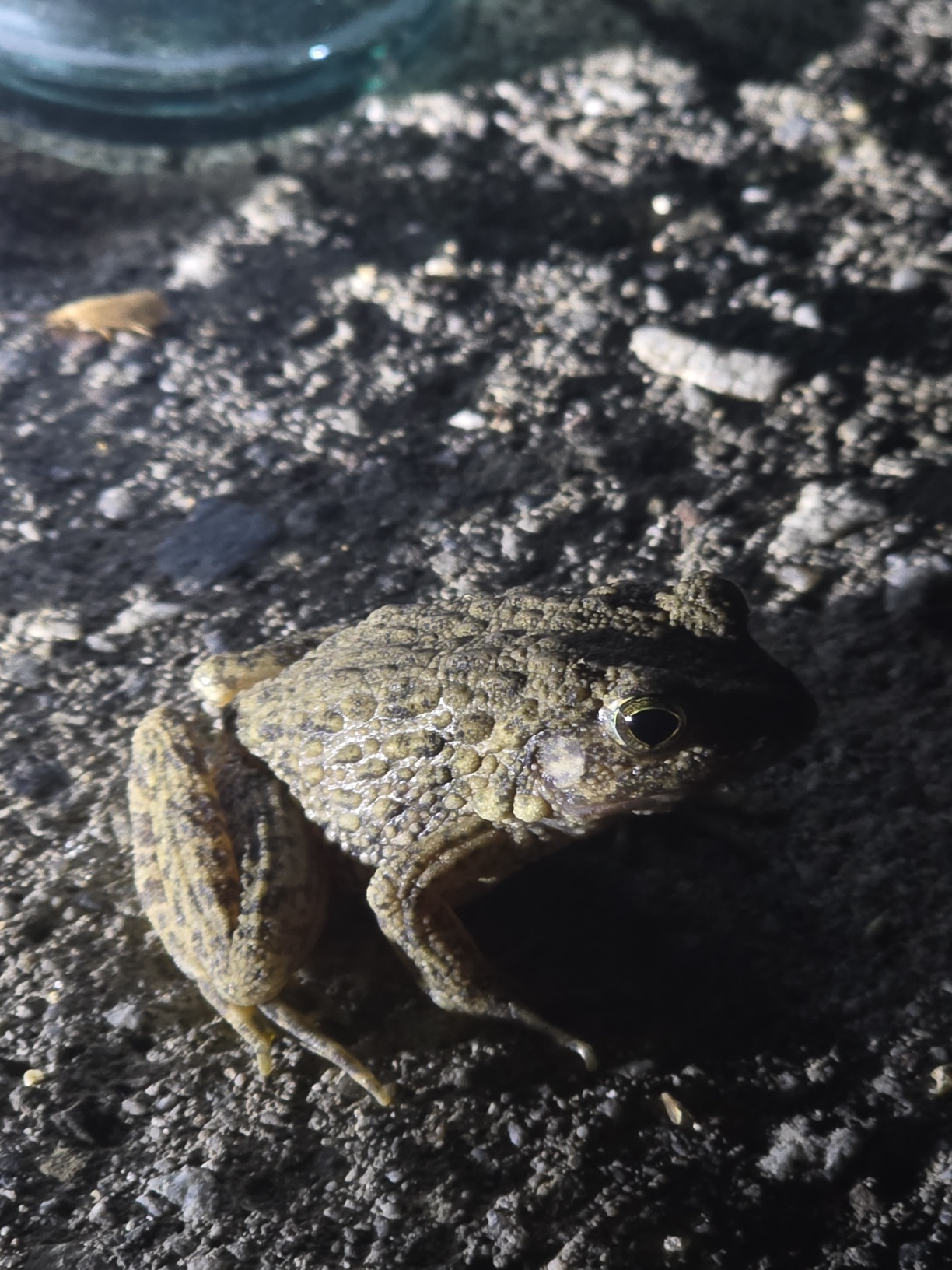 가평의 참개구리