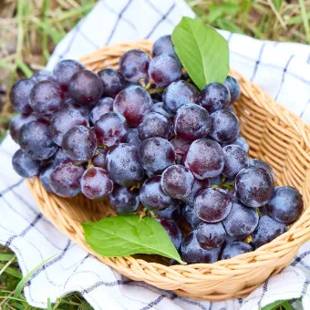 머루포도 효능키우기제철머루포도주 담그기먹는 방법보관 방법 안내_14