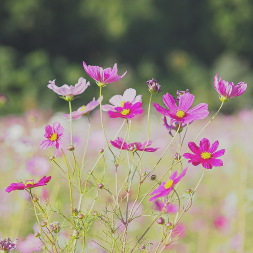 계절의 변화를 세분화한 24 절기 중 '한로' 이해하기
