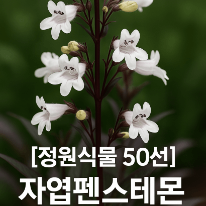 자엽펜스테몬 : 자줏빛 잎과 흰 꽃의 환상 조화, 정원의 구조미를 완성하다