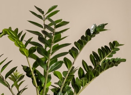 금전수 번식 꽃말