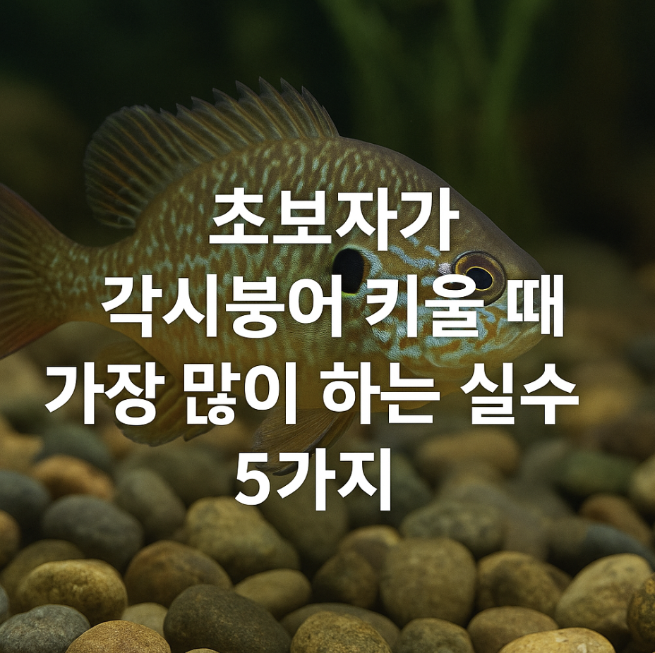 초보자가 각시붕어 키울 때 가장 많이 하는 실수 5가지