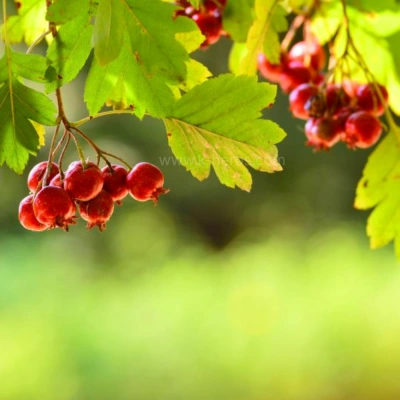 산에 자라고 있는 산사( 山楂 ,Hawthorn)