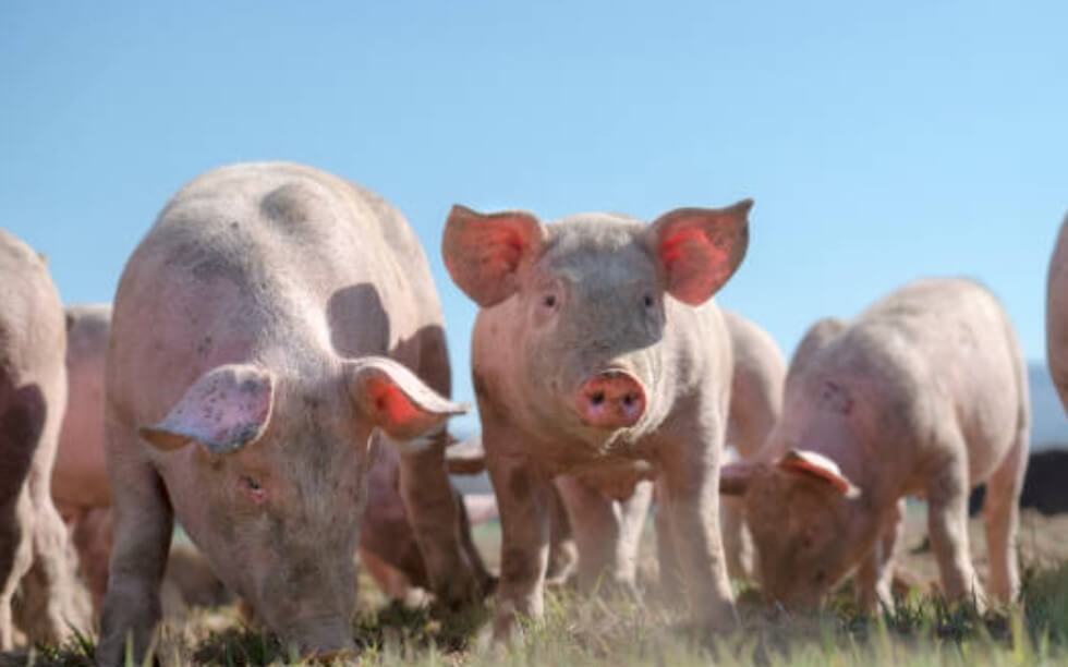 돼지우리에똥이있는꿈