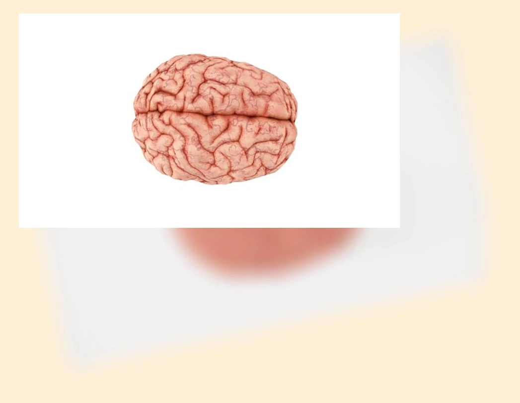 뇌 건강_2_subsection