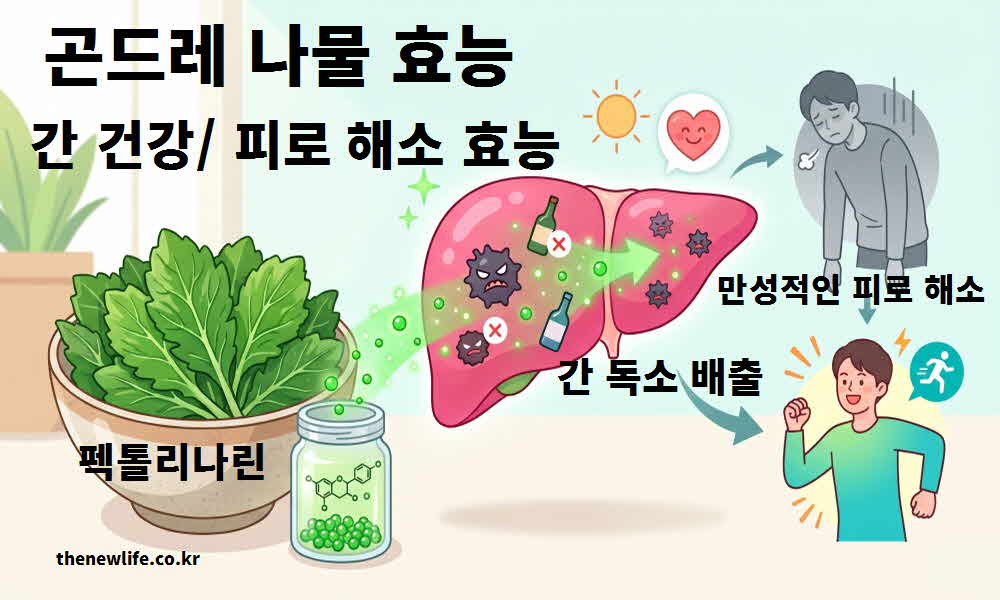 곤드레 나물 효능 간 건강 피로 해소
