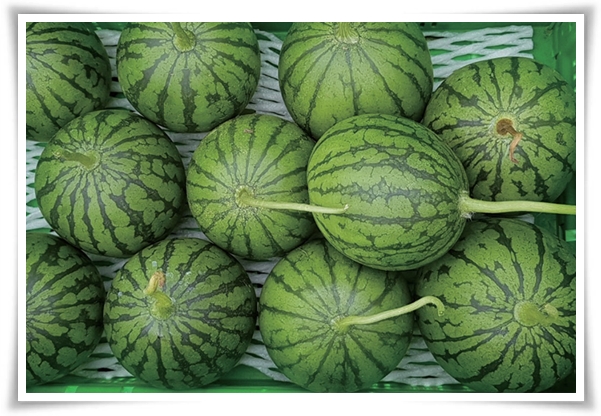 작지만 수박보다 달콤한 애플 수박 키우기! 아파트나 작은 정원에서도 가능해요.