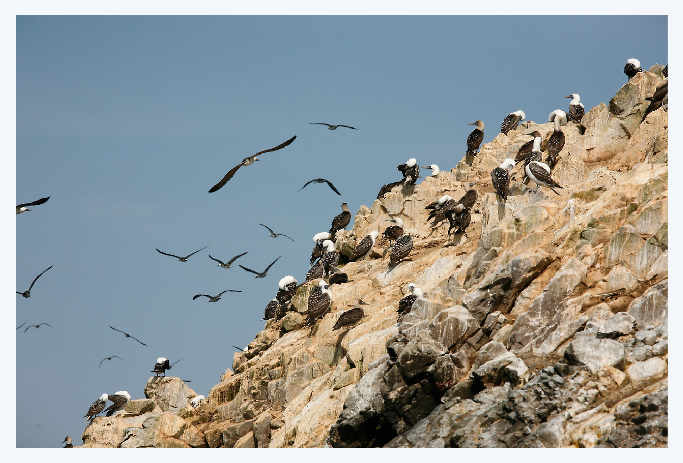 프리츠 하버, 질소