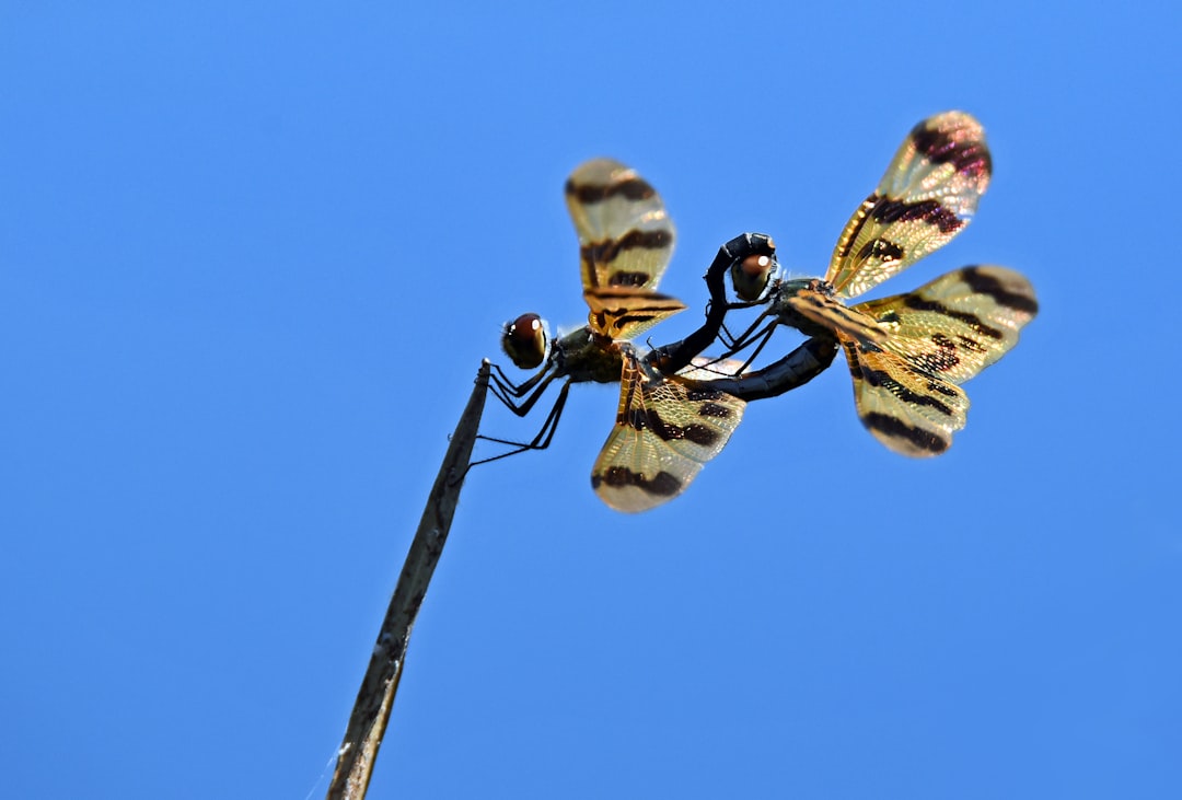 Fluttering