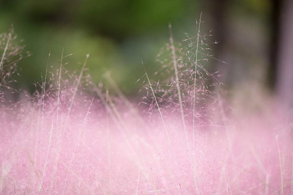 한림공원 부겐빌레아 축제