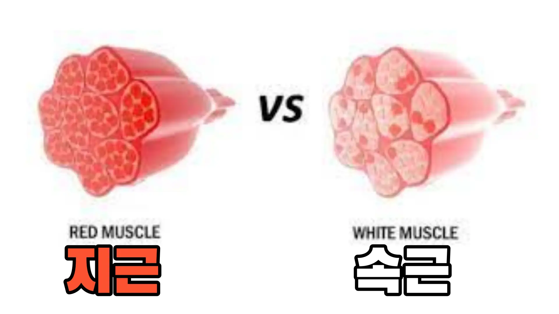 지근-속근