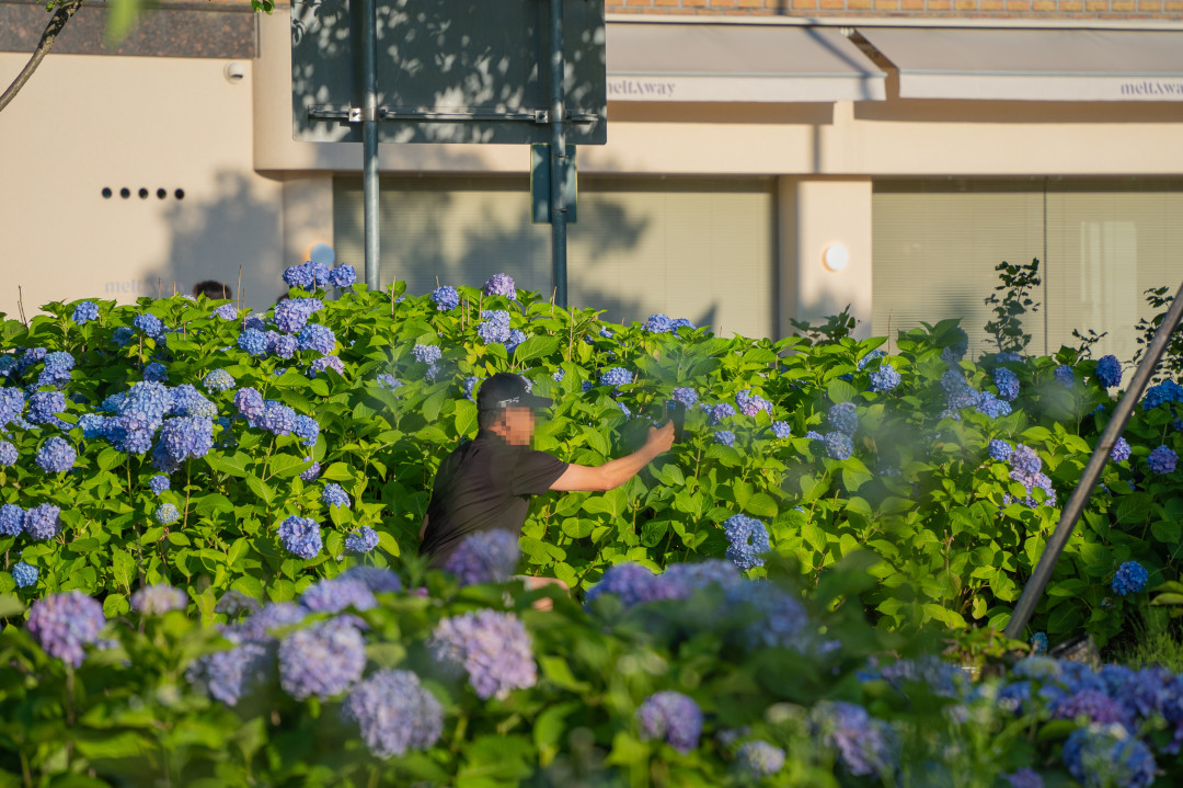 신동수변공원 수국