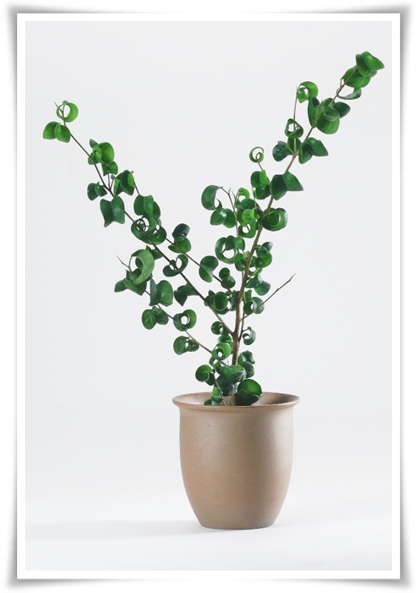 "고무나무 키우기" 실내 정원에 매력을 더하는 초록 친구!