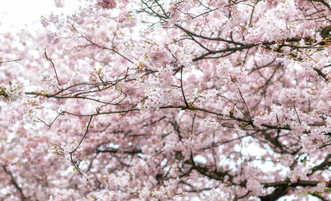 Cherry blossom.