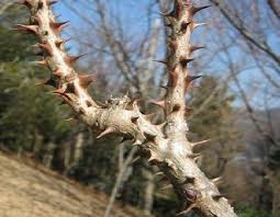 엄나무와 두릅, 헷갈리셨다면!-엄나무 가지