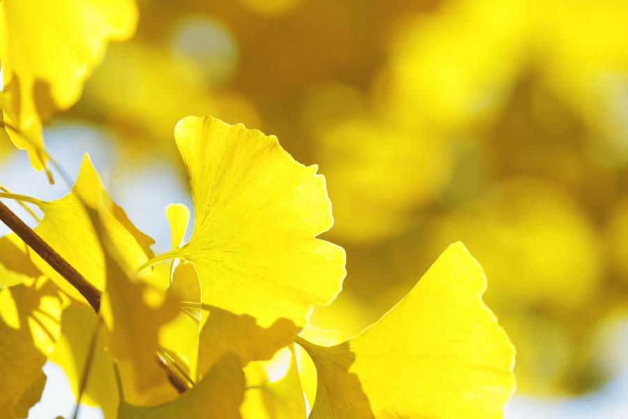 지금 꼭 가봐야 할 은행나무 명소