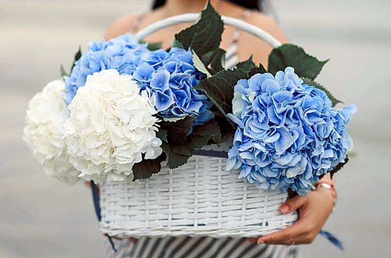 바구니에-여러가지-색상의-수국이-담겨있는-모습