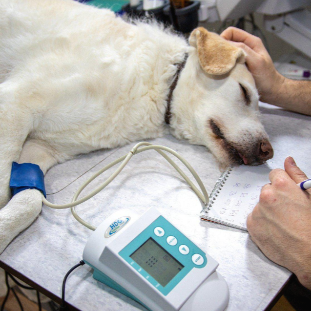 병원에서 누워서 검사 받는 강아지