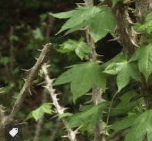 엄나무 효능 부작용 재배방법 총정리(최신)