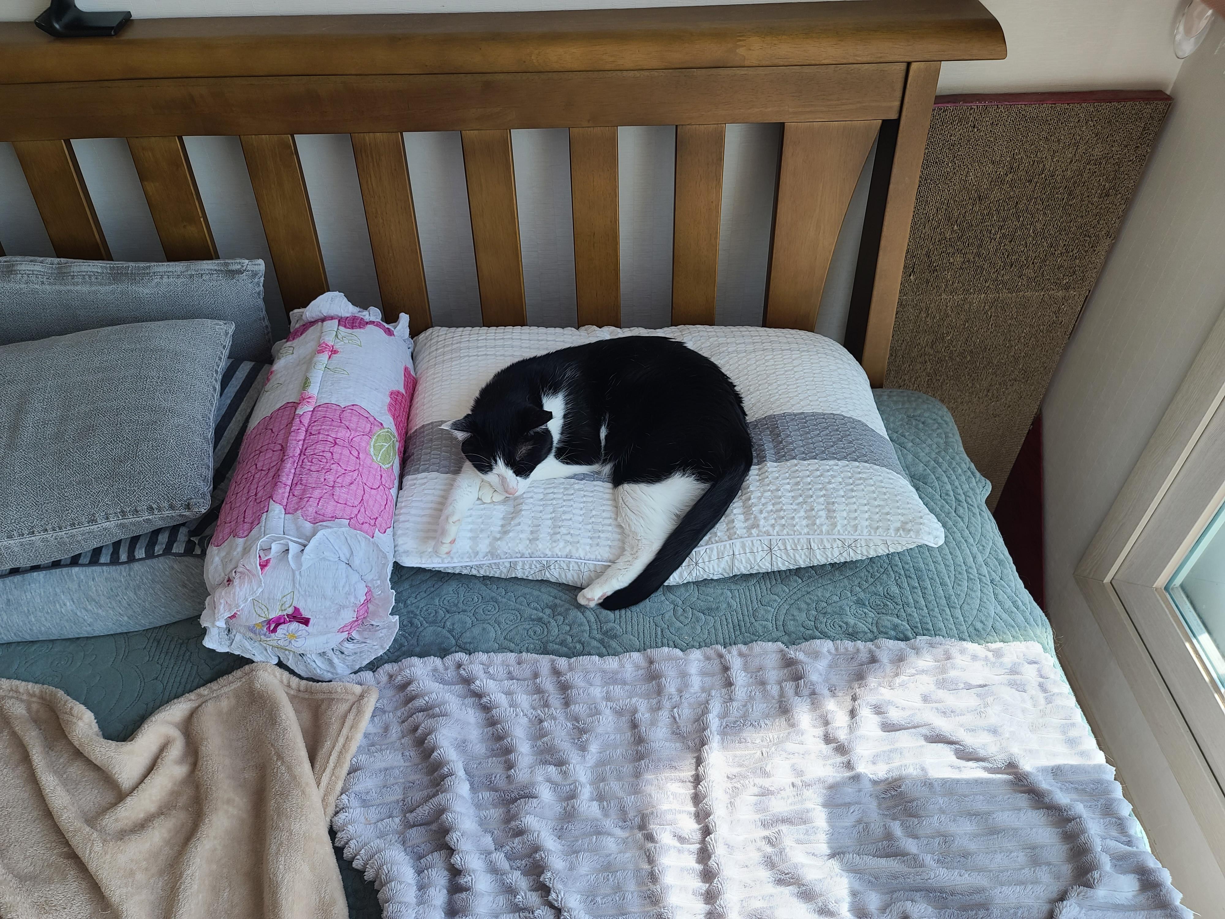 일요일. 오늘아침 평화로운 고양이들.