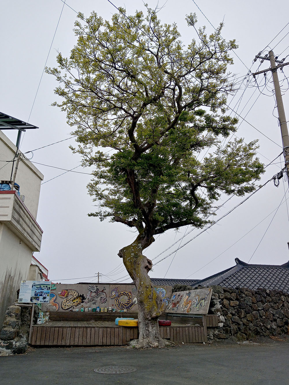 올레길15B코스 팽나무