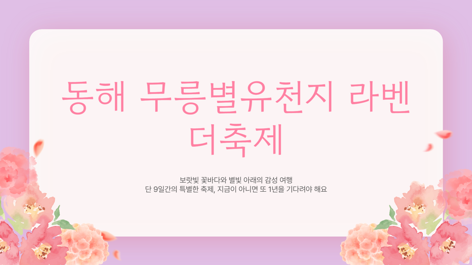 동해 무릉별유천지 라벤더축제