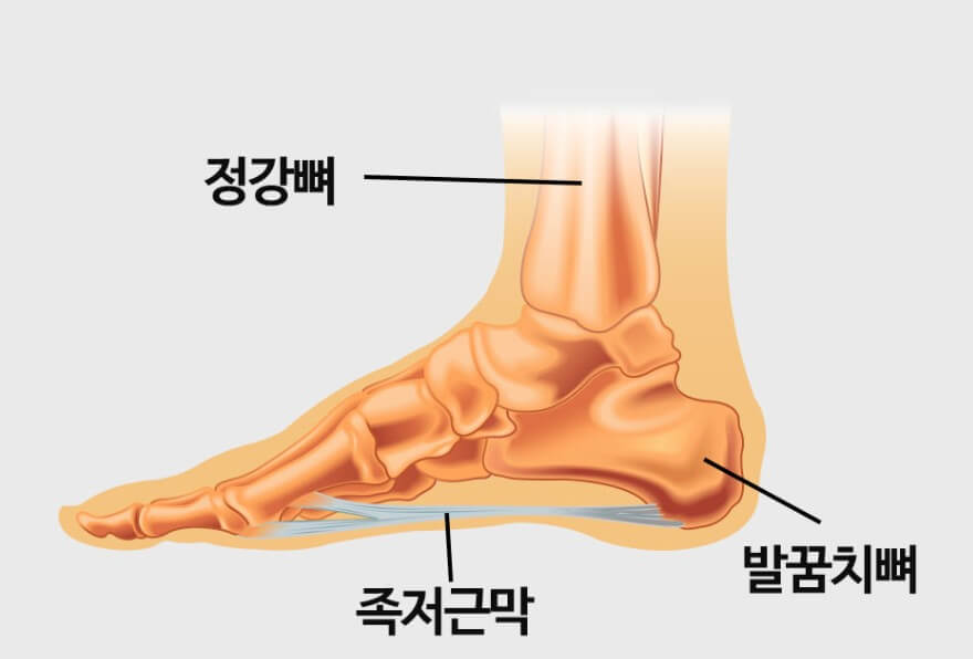 발의 내부 부위 설명