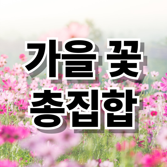 가을꽃 총집합