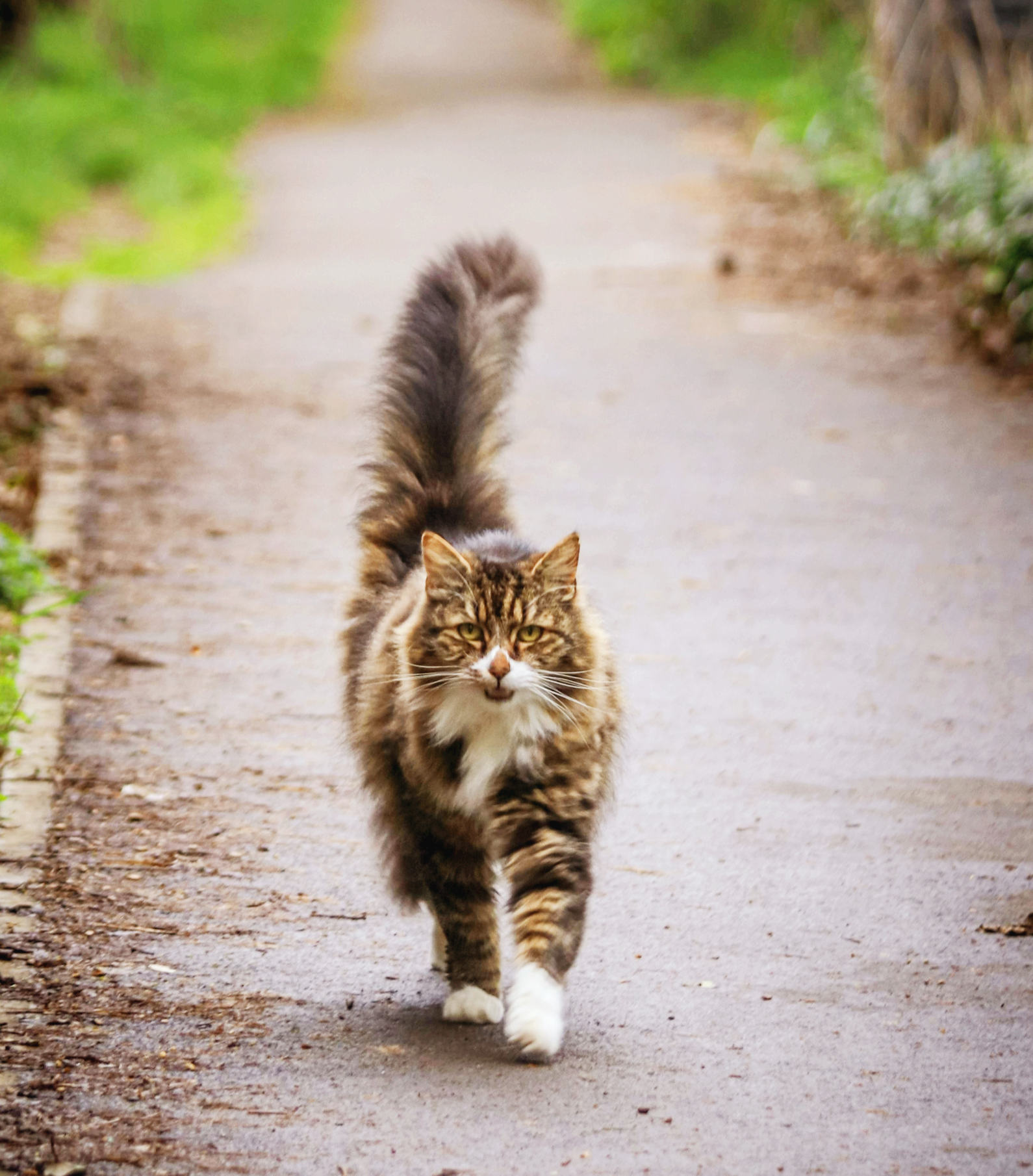 소리·환경 트라우마가 혼합된 반려동물을 위한 통합 회복 프로그램