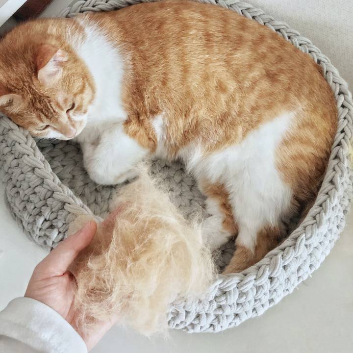 고양이 빗 추천