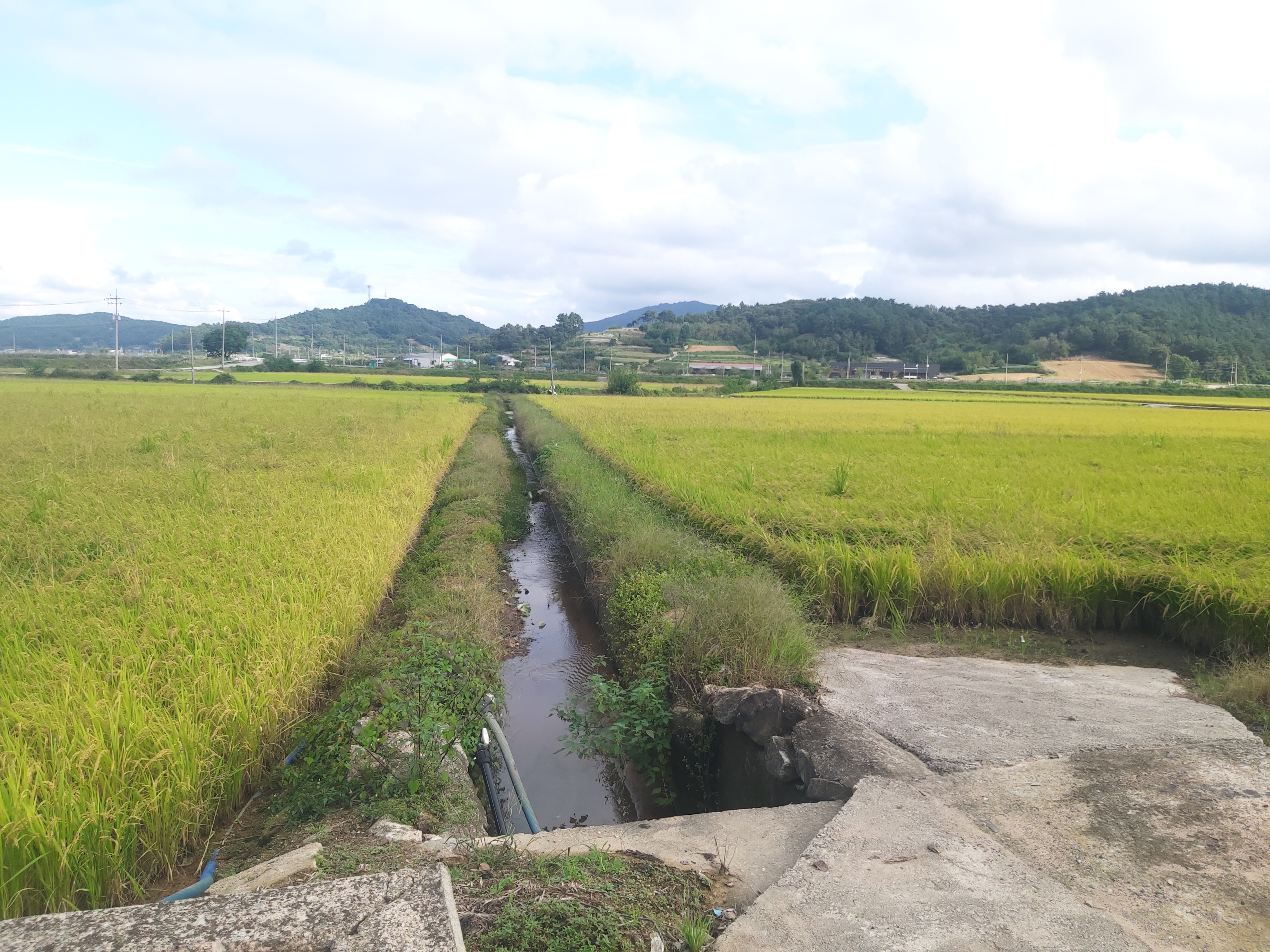 추수하기 전 벼