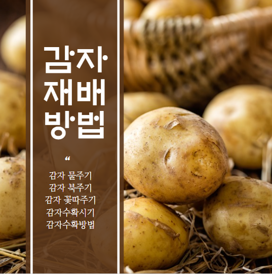 감자