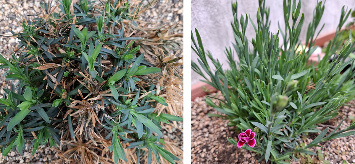 월동 하면서 겨울을 이겨낸 패랭이가 이제야 꽃망울이 생기더니 드디어 꽃이 하나씩 피기 시작