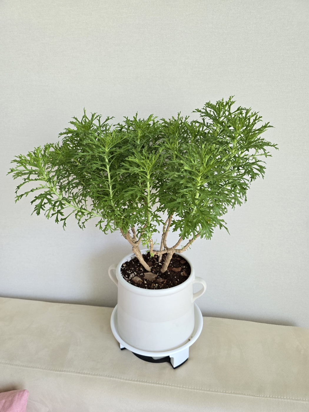 가지치기후에도 엄청성장한 목마가렛 