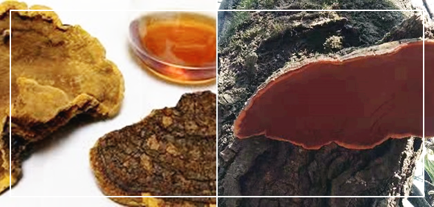 상황버섯-부작용